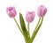 Three lilac tulips