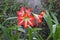 Three Lily flowers