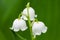 Three lily of valley little flowers on green bright background in the garden