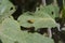 Three Lined Potato Beetle Resting on a Sacred Datura Leaf