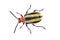 Three-lined Potato Bug