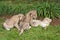 Three Lion Babies playing in a Park