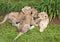 Three Lion Babies playing in a Park