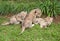 Three Lion Babies playing in a Park