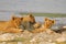 Three Lion cubs lying between rocks at waterhole