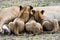 Three lion cubs nursing.