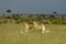 Three lioness and cub, Maasai Mara, Kenya, Africa