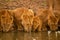 Three lionesses lie drinking water beside cub