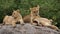 Three lionesses lie together. Kenya. Tanzania. Africa. Serengeti. Maasai Mara.