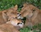 Three lionesses lie together. Kenya. Tanzania. Africa. Serengeti. Maasai Mara.