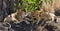 Three lionesses lie together. Kenya. Tanzania. Africa. Serengeti. Maasai Mara.