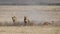 Three lionesses pursue an underground warthog