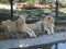 Three lionesses are resting