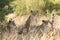 Three Lions resting while the middle one looks directly ahead into camera