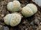 Three lithops or living stones close up