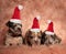 Three little american bully puppies wearing santa hats