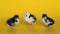 Three little black and white chickens stand on yellow background and look at camera. Newborn birds