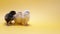 Three little chicks on yellow studio background. Isolated picture for design, decorative theme. Newborn poultry chickens