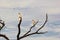 Three Little Corella Cockatoos perching on Tree