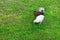 Three little different colored chicks are freely grazing and pecking grains