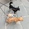 Three little dogs of black, white and red colors on the street