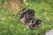 Three little ducklings resting on the grass