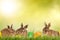 Three little easter bunnies with easter eggs on a green meadow isolated on a green background with sunlight