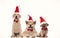 Three little friends santa claus dogs celebrating christmas