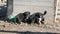 Three little funny black playful puppies with interesting white coloring sit in the yard