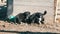 Three little funny black playful puppies with interesting white coloring sit in the yard