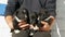 Three little funny puppies in man in his arms. Black playful puppies with an interesting white coloring