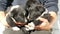 Three little funny puppies in man in his arms. Black playful puppies with an interesting white coloring