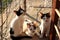 Three little Kitten Persian Cats Playing sunset