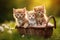 Three little kittens sitting in a basket on green grass in the garden, Three kittens in a basket on a green grass background.