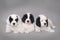 Three Little Landseer puppies portrait