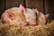 three little piglets, snuggled close together with eyes closed, enjoying a nap in their warm and cozy barn