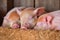 three little piglets, snuggled close together with eyes closed, enjoying a nap in their warm and cozy barn