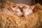 three little piglets, snuggled together in a warm and cozy nest of straw