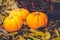 Three little pumpkins, autumn leaves and a basket