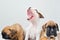 Three little purebred yawning funny sleepy puppies of brown german boxer sit in basket on white background