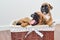 Three little purebred yawning funny sleepy puppies of brown german boxer sit in basket on white background