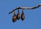 Three little red flying foxes resting on a branch