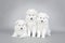 Three little Samoyed puppies portrait