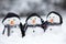 Three little snowmen with hats