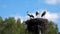 Three little storks in a nest