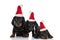 Three little teckel dachshund puppies wearing christmas hats