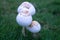 Three little toadstools in the green grass