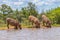 Three little warthog  Phacochoerus Africanus drinking at a waterhole, Welgevonden Game Reserve, South Africa.