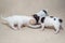 Three little white Chihuahua puppies eating from the same bowl