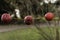 Three little wrinkly Appels on a String close up